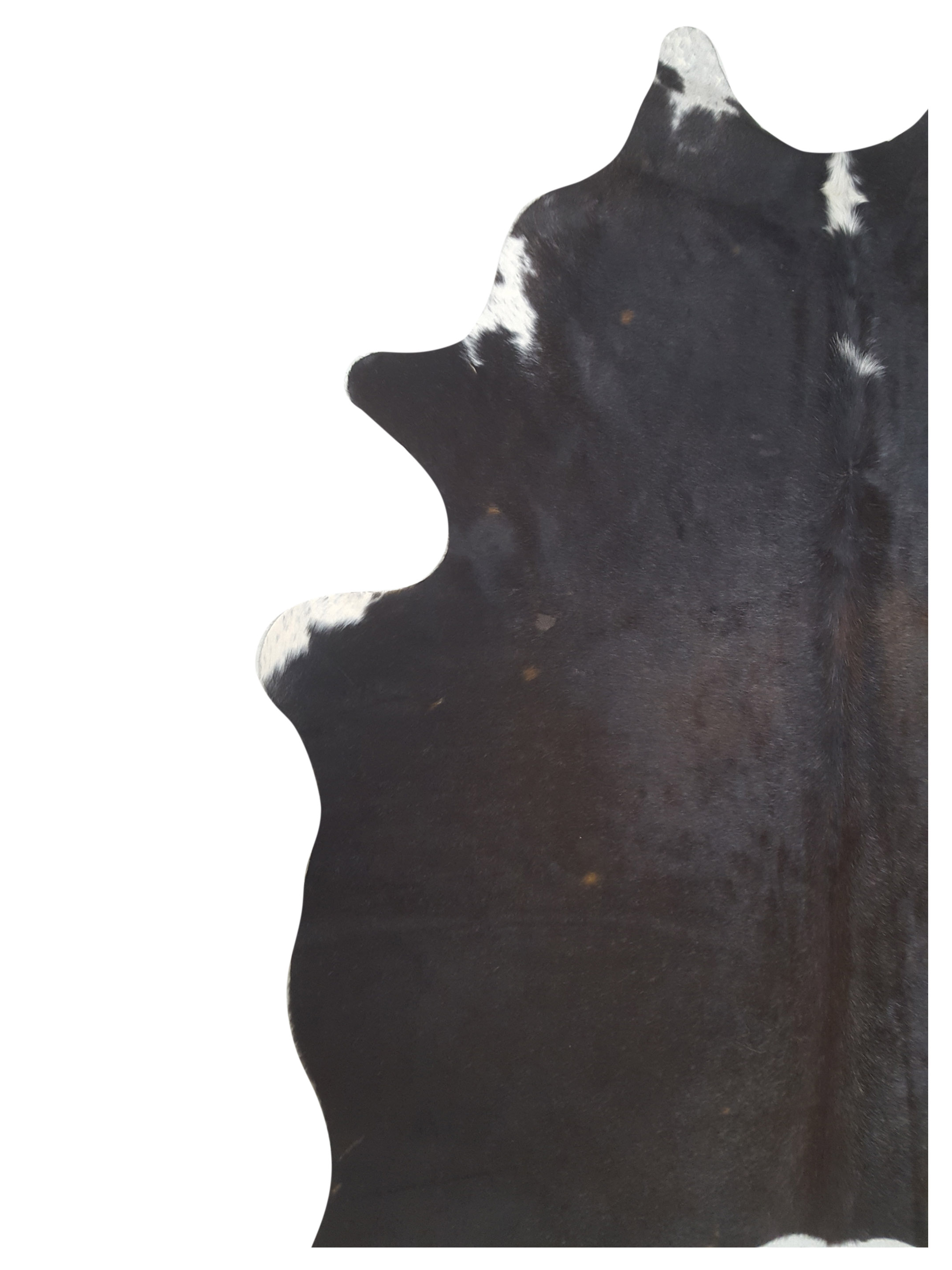 Argintina Cowhide 6x7 Espresso / Ivory - Image 3 of 4