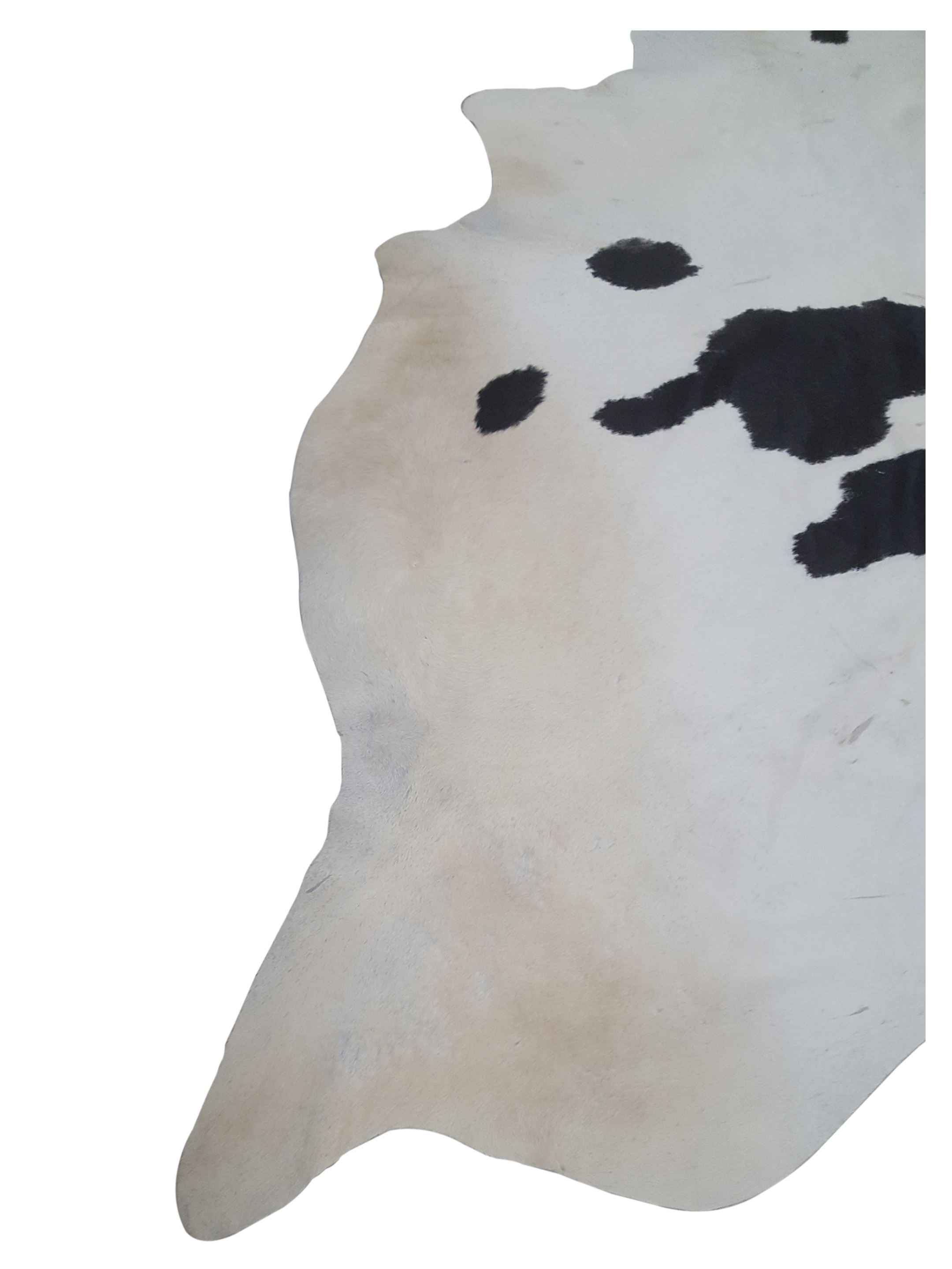 Brazil Cowhide 7x9 Ivory / Espresso - Image 3 of 4